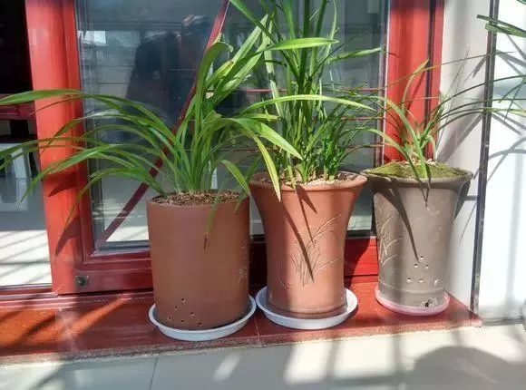 兰花冬季养护注意事项和禁忌,河南黄河以北兰花怎么越冬