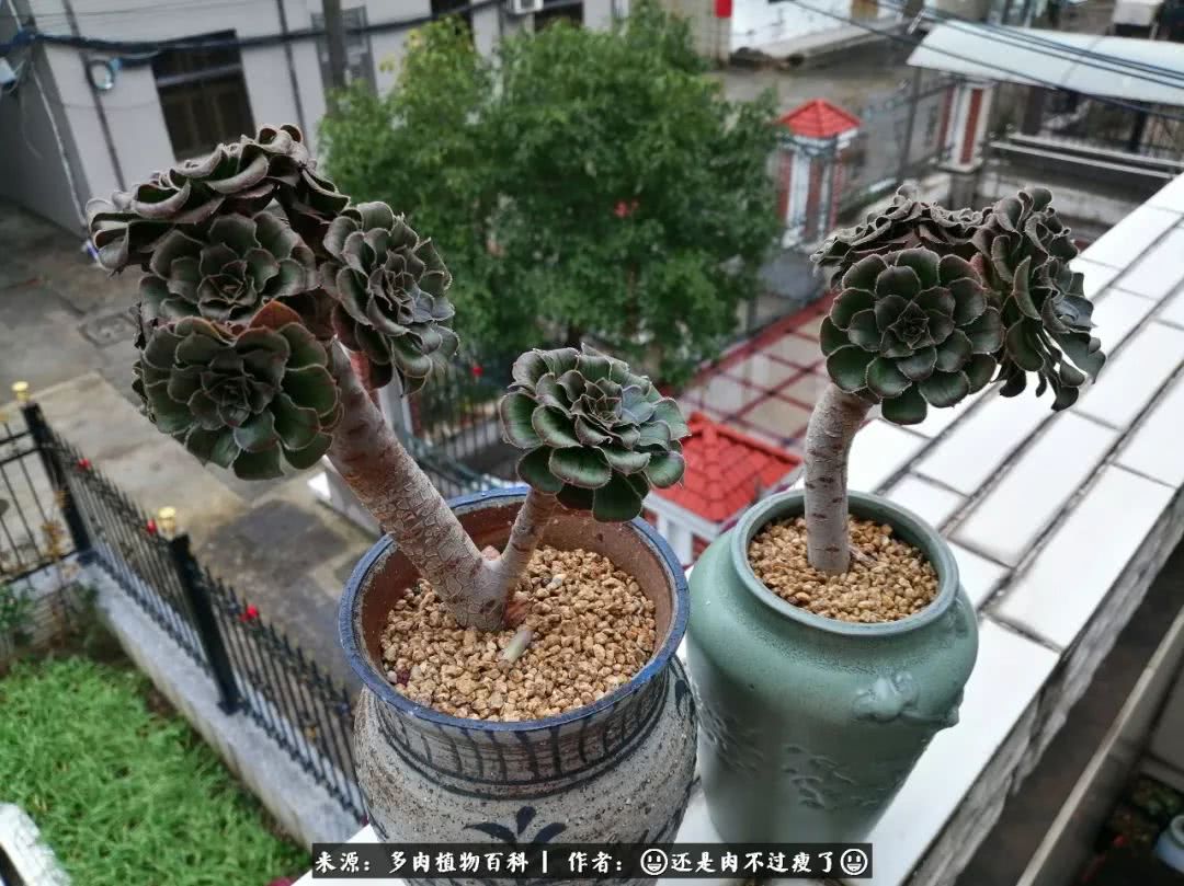 日照弘一法师,日照法师请师父