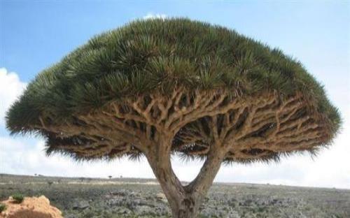 世界上最神奇的树,世界上可以杀死人的10种树木