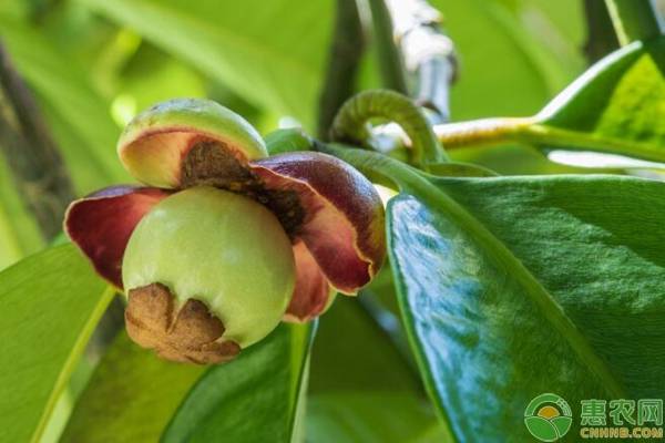 山竹的种植方法和技巧,山竹种植方法全过程视频