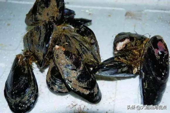 作为潮汕人，这89种海鲜你都能对上号吗