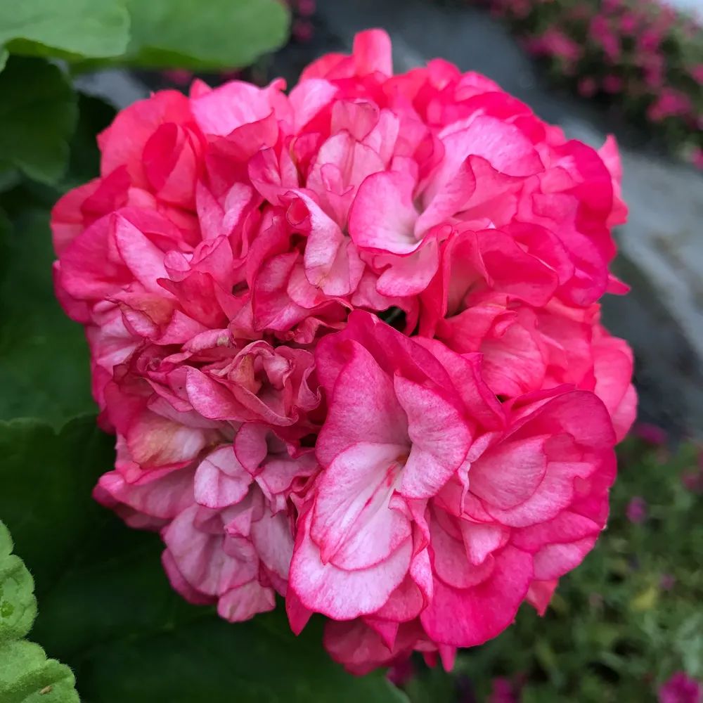 这种花别乱浇水水越多越不开花,这种花不怕冷好养易活