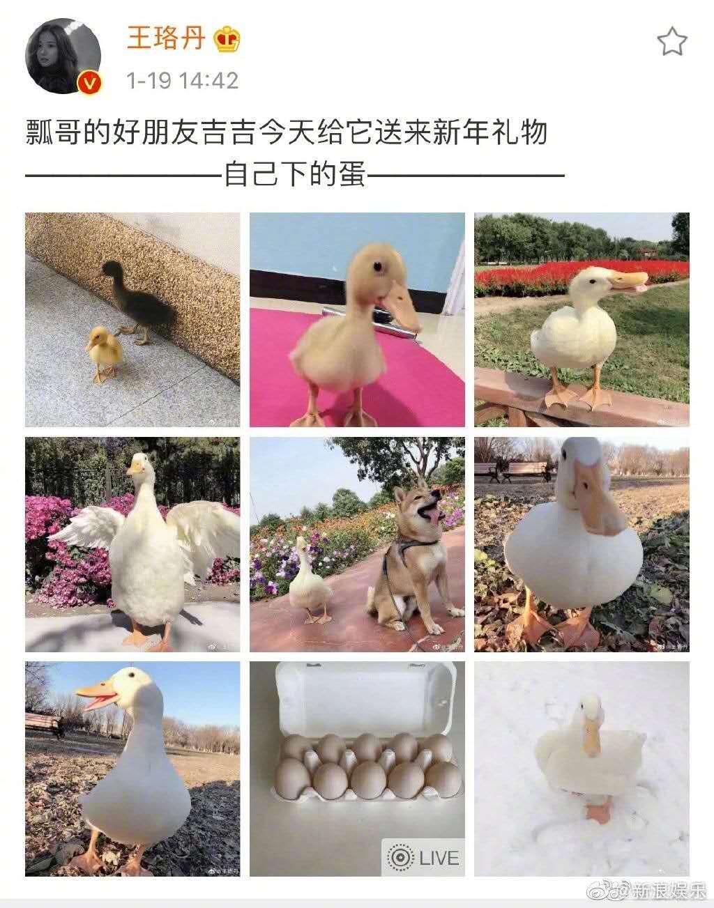 王珞丹寻鸭启事是怎么回事,王珞丹回应寻鸭完整版