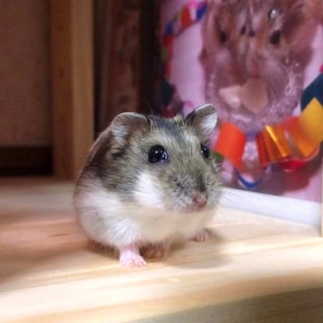 仓鼠偷吃被发现，虽然立刻停止了，但鼠鼠很不情愿