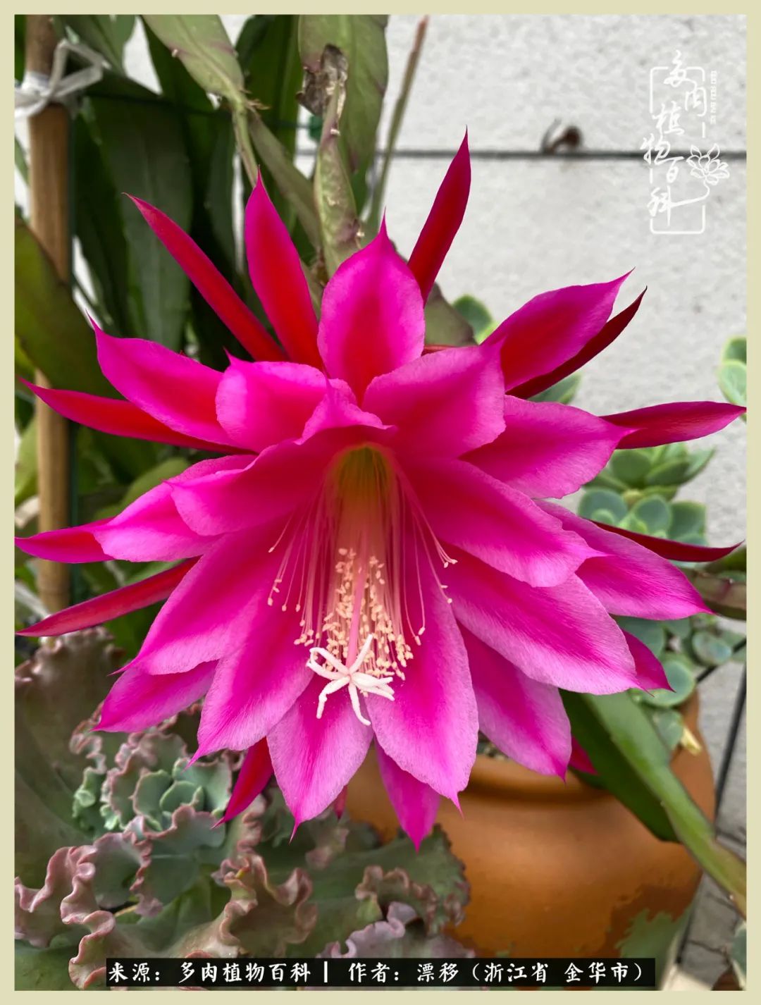 仙人球开花并散发着香味,仙人球花盛开吐露芬芳