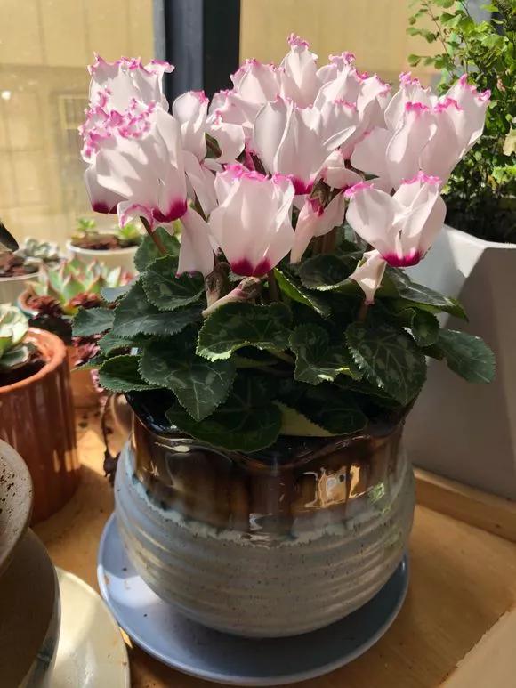 什么花最好养最耐阴,什么花最好种又耐阴