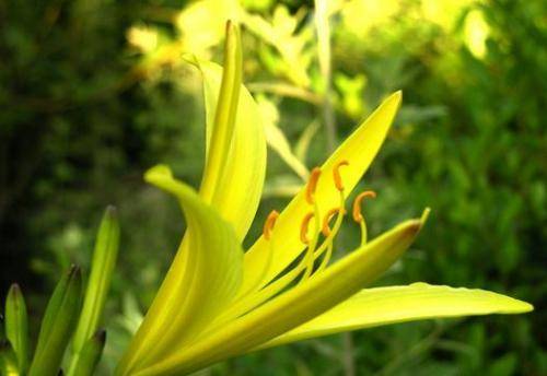 来凤鱼璧山兔蔡家店,来凤鱼璧山兔正宗做法