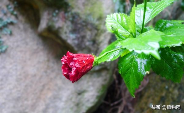 桑叶牡丹花苞小是怎么回事,桑叶牡丹为何花苞还未开就掉落了