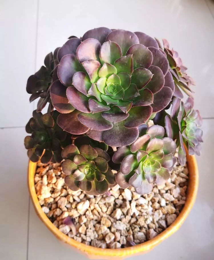 一花一世界多肉园艺,一花一世界一叶一菩提多肉植物