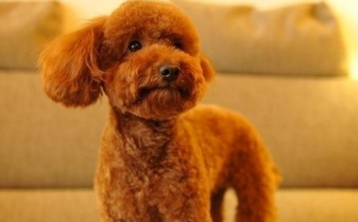 山地犬狗狗的品种,常见的狗狗品种大全