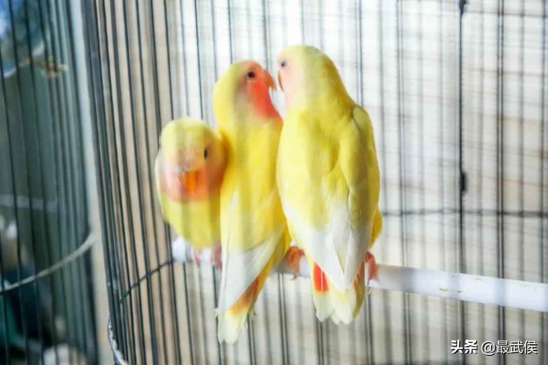 超便宜！成都铁轨下的花市5元买回一个春天！