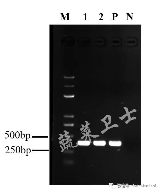 番茄病害防控方法,番茄的细菌性斑点病怎么防治