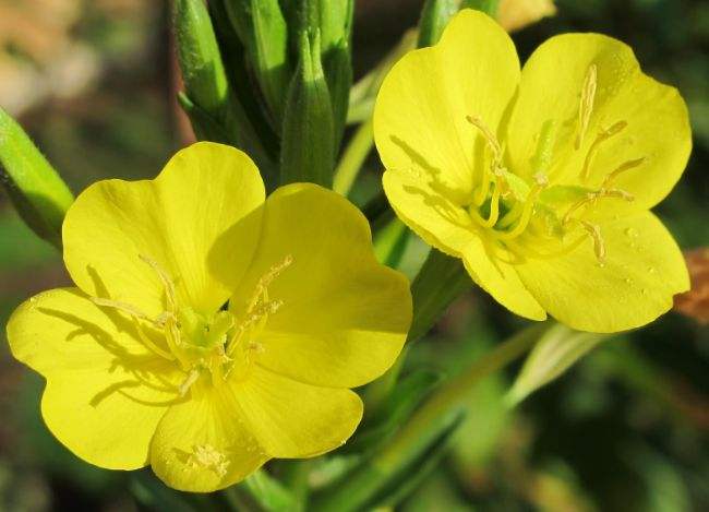 长白山十大特产有哪些,长白山都有什么特产