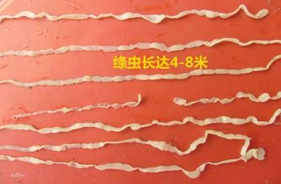 猪护心肉治什么病,怎么防止猪护心肉变色