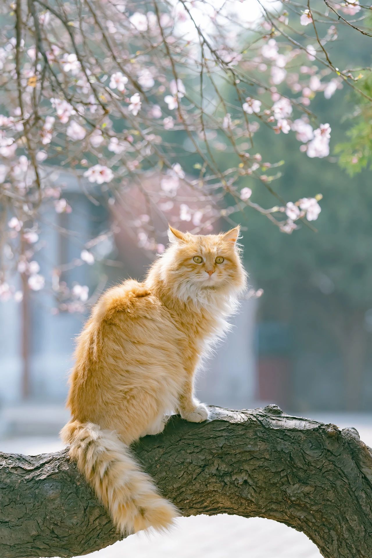 骊山烽火台航拍视频,骊山烽火台上的猫