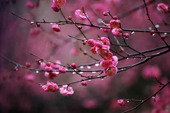 盘点史上最全中国各城市市花,中国各个地方的市花