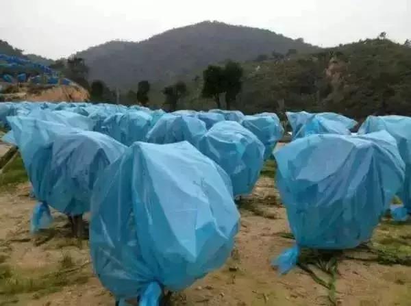 七项技术措施帮助果树安全过冬,果树过冬的正确方法