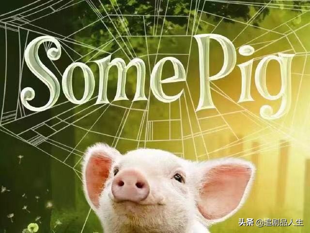 夏洛特的网中的蜘蛛品种,夏洛特的网蜘蛛的名字叫什么