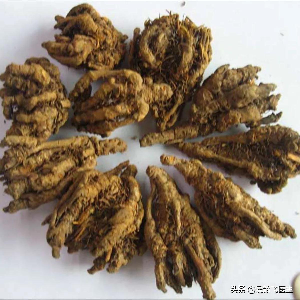 每日学习一味中药黄连,每天认识一味中草药黄连