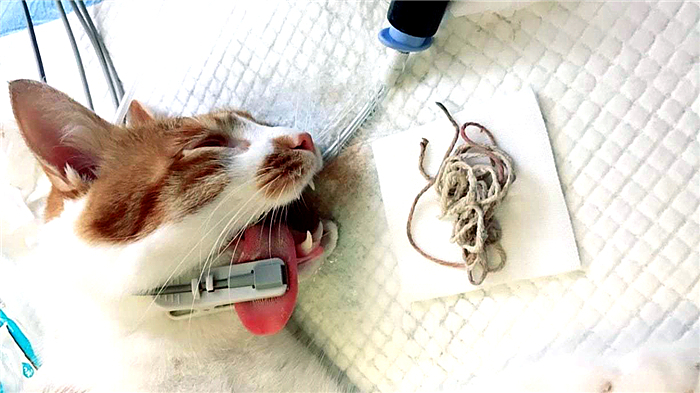 猫呕吐的原因毛球症 (猫咪呕吐毛球是怎么回事)