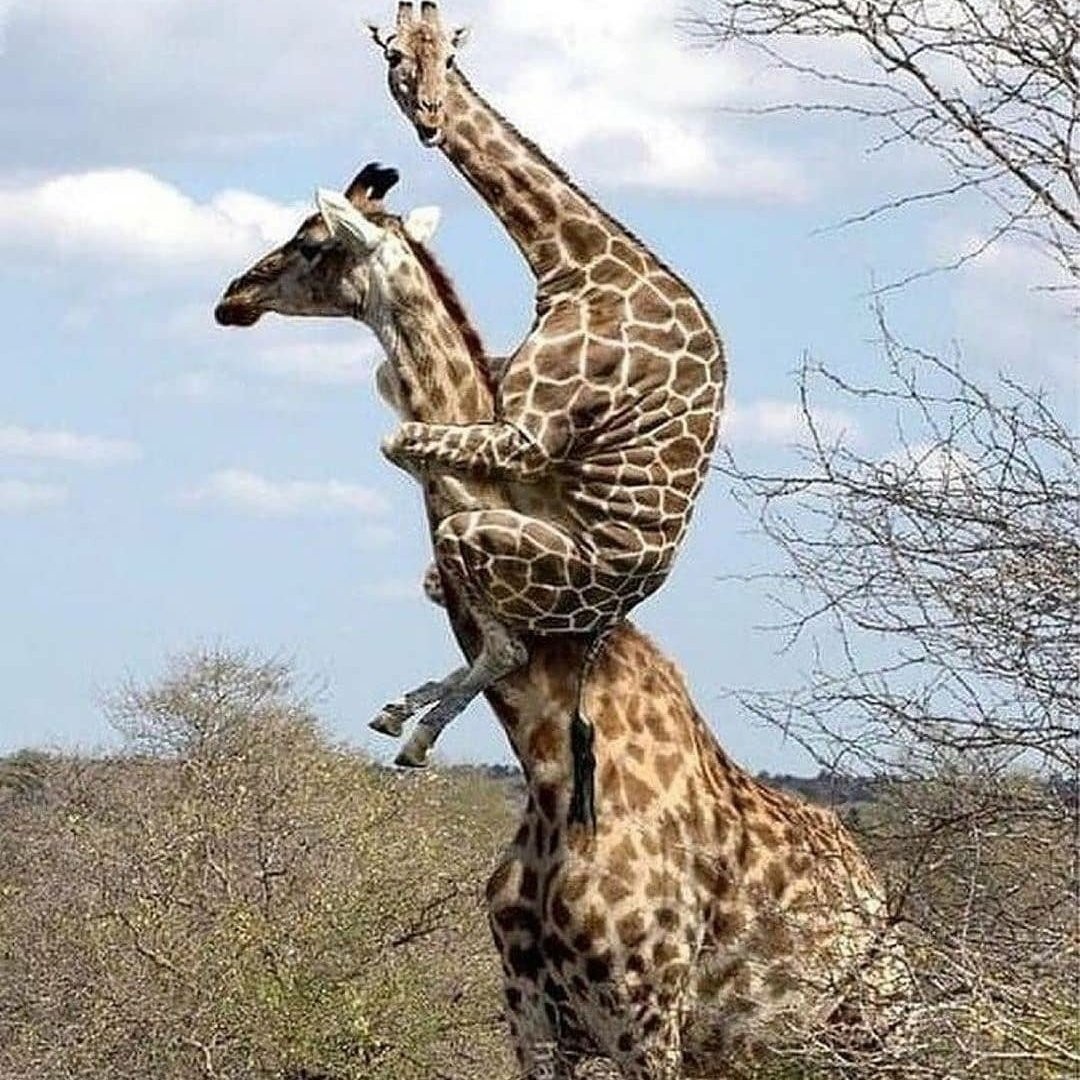 长颈鹿是怎么繁殖的,长颈鹿的繁殖方式是胎生还是卵生