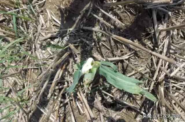 玉米苗后除草剂药害下雨会减轻吗,玉米除草剂对豆角的药害怎么解除