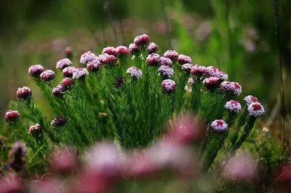 山西晋城析城山,极目胭粉遍草甸