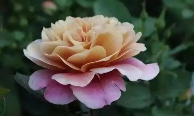 给大家介绍一下玫瑰品种,玫瑰的品种及特点介绍