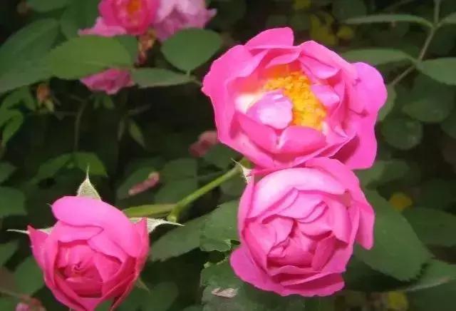 100种玫瑰品种图鉴大全,100种玫瑰品种图解