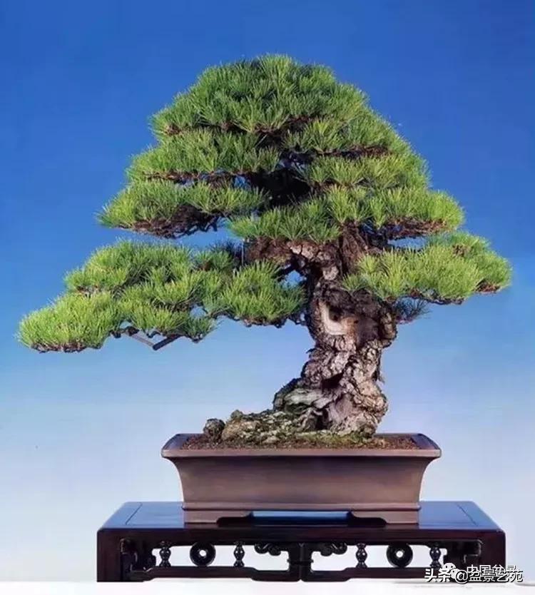 学盆景入门教程书,学习盆景制作视频