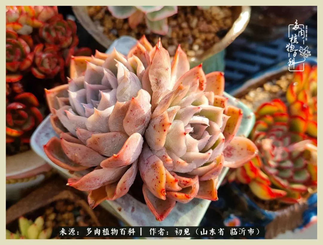 和多肉植物相伴,和多肉相处的心情