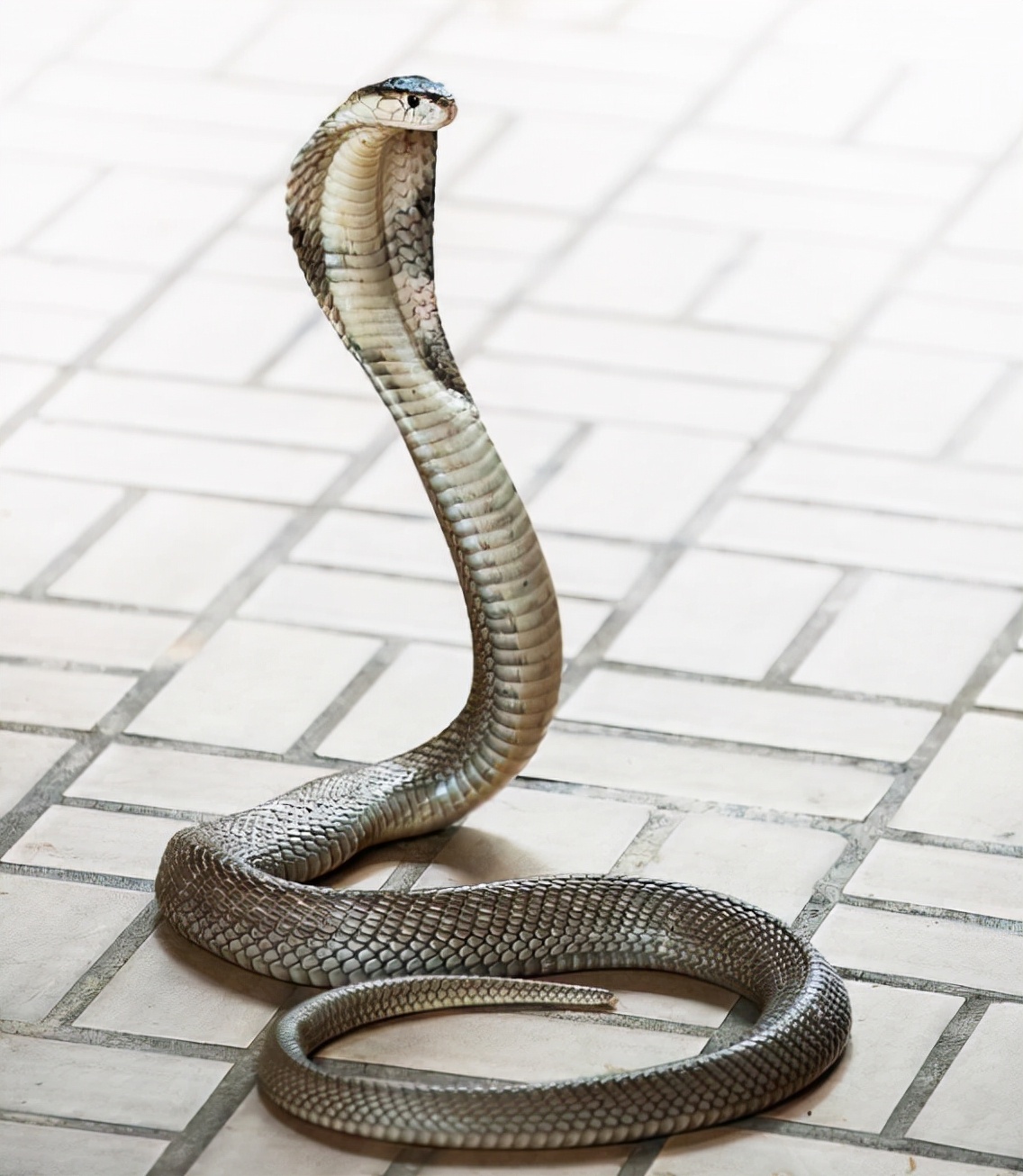 海关截获4米眼镜蛇活体,墨脱眼镜王蛇被咬一口有多毒