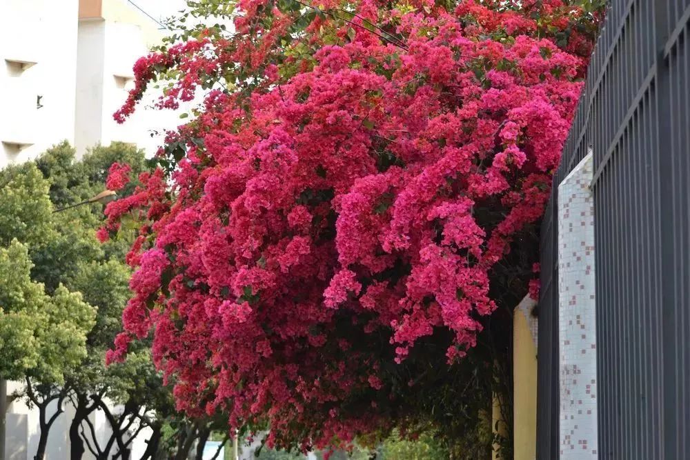 看到花的时候，不知是什么花？那就收下这份百花图谱