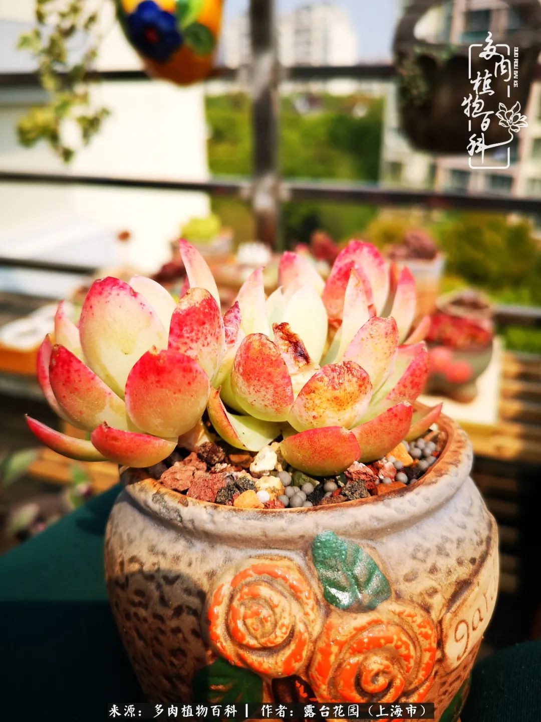 这6种多肉又粉又可爱萌翻少女心,粉粉萌萌的多肉有哪些