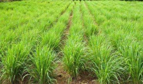 头发油腻用什么洗发水去除头螨,头皮痒头屑多有头螨用什么洗发水