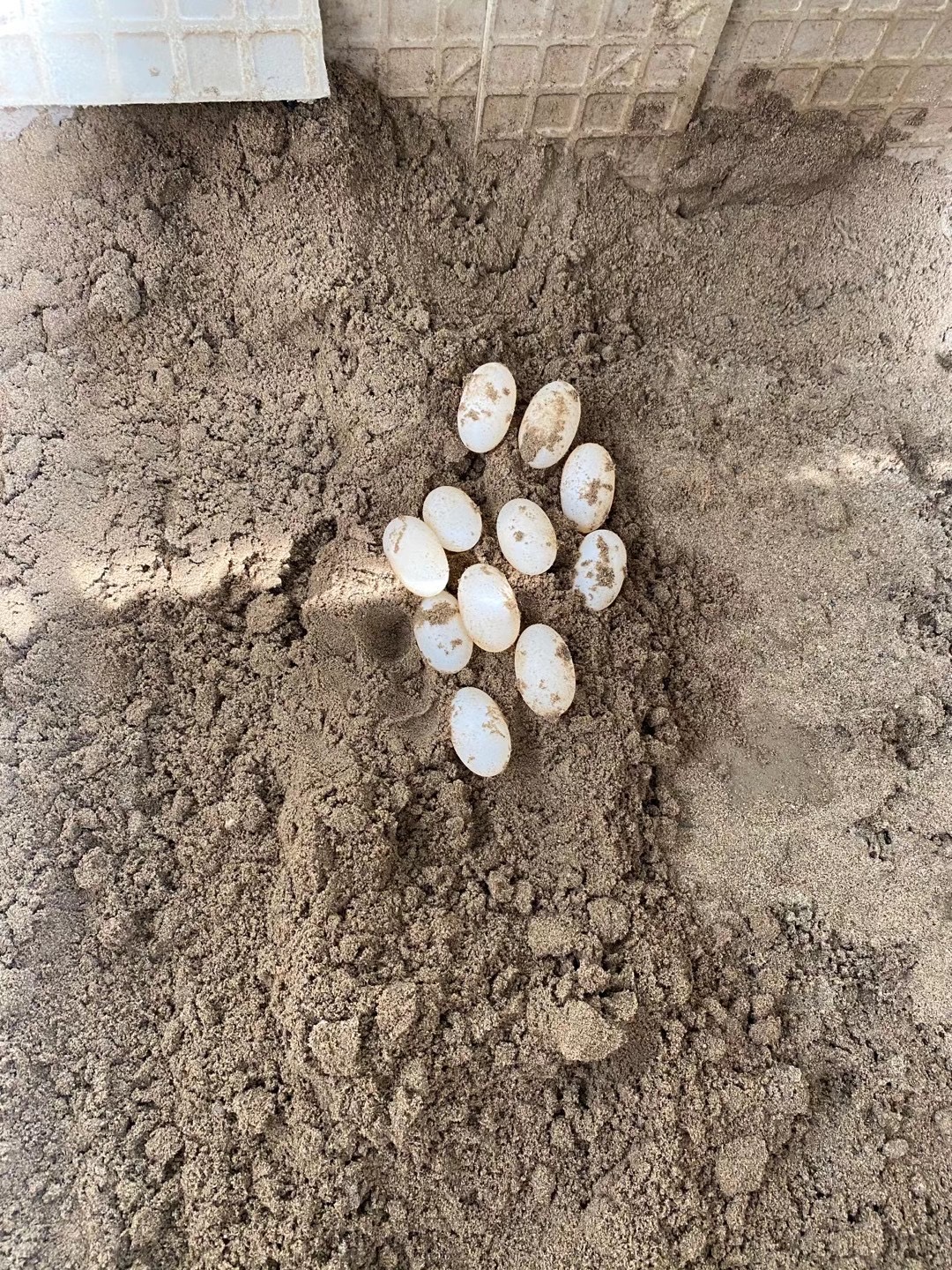 蛋龟麝香龟怎么养,墨西哥蛋龟大龟