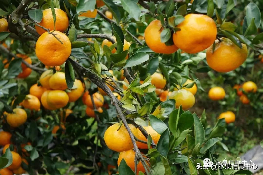 我国柑橘产区分布,柑橘产地行情