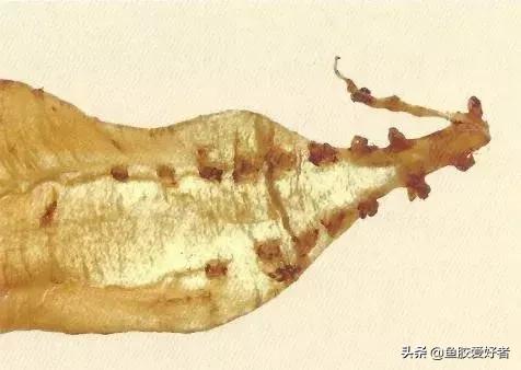 哪种鱼胶最好7种鱼胶的分类,鱼胶知识与食用方法