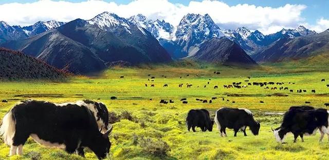 品质最佳的牛肉牦牛肉,牦牛肉是中国牛肉之王
