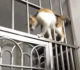 猫咪现在好上分吗,老鼠的克星猫咪