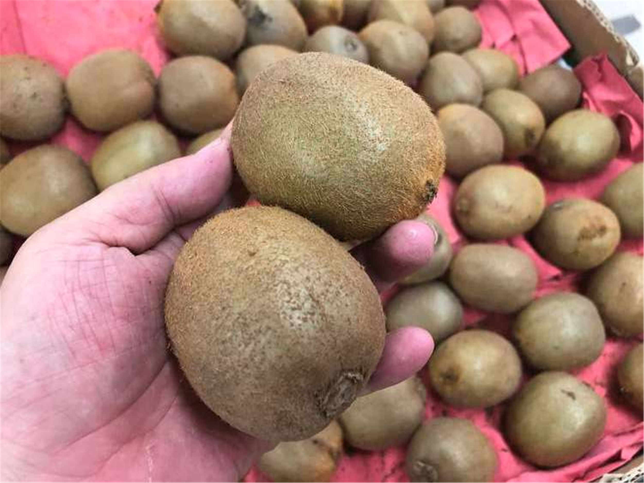 不能放在冰箱的水果有哪些,不宜在冰箱冷藏存放的水果是什么