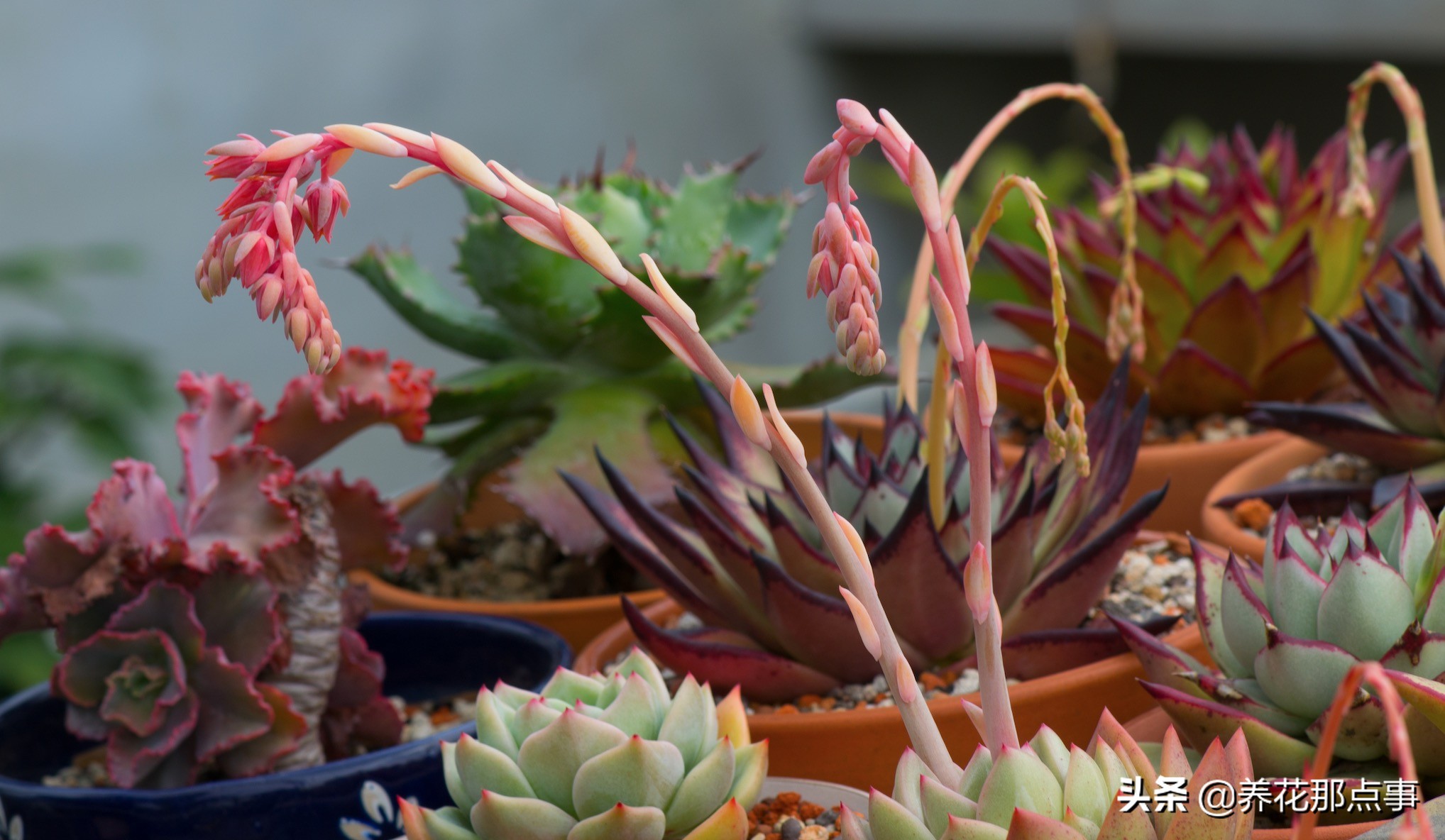 曾经养过的多肉,多肉中便宜又好养的有哪些