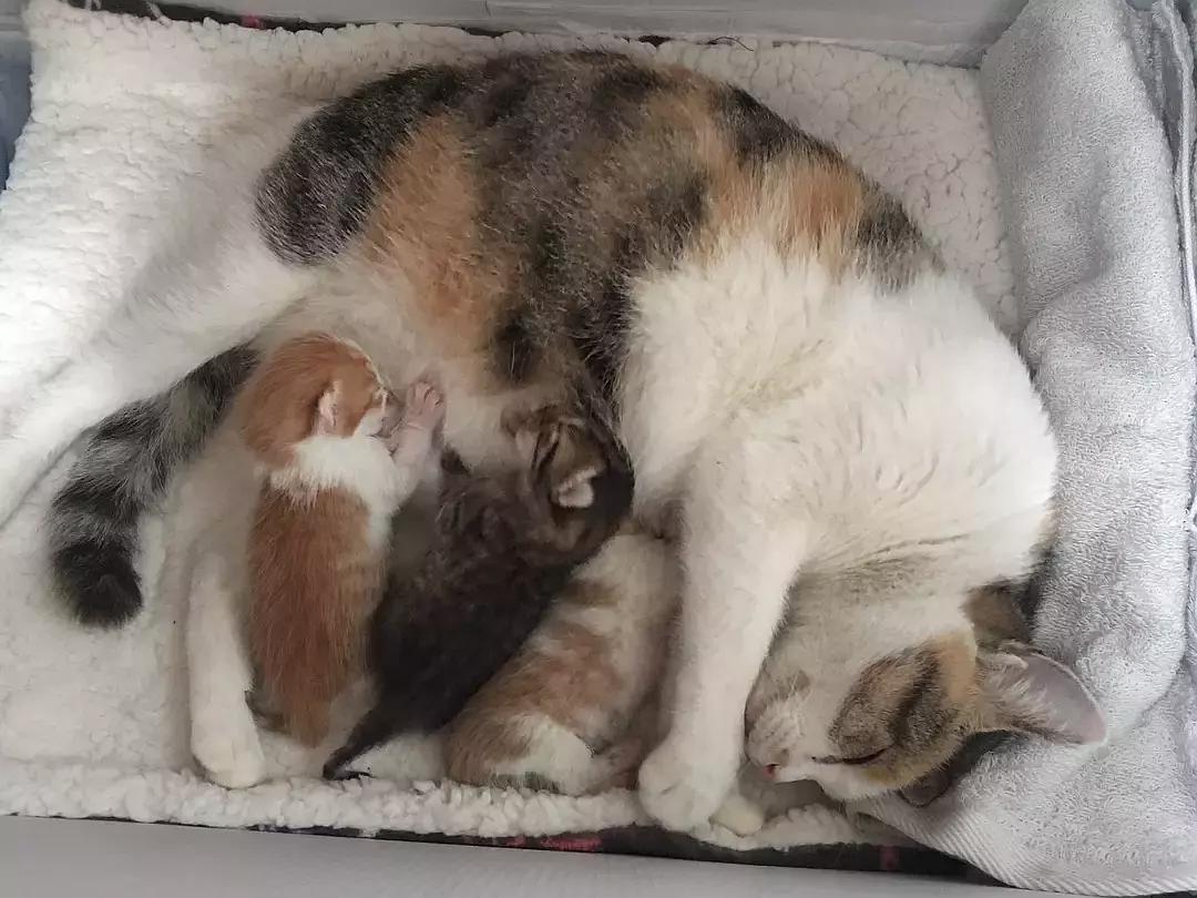 一招教你如何判断猫咪是否怀孕,猫咪怀孕了需要几个月才能生产