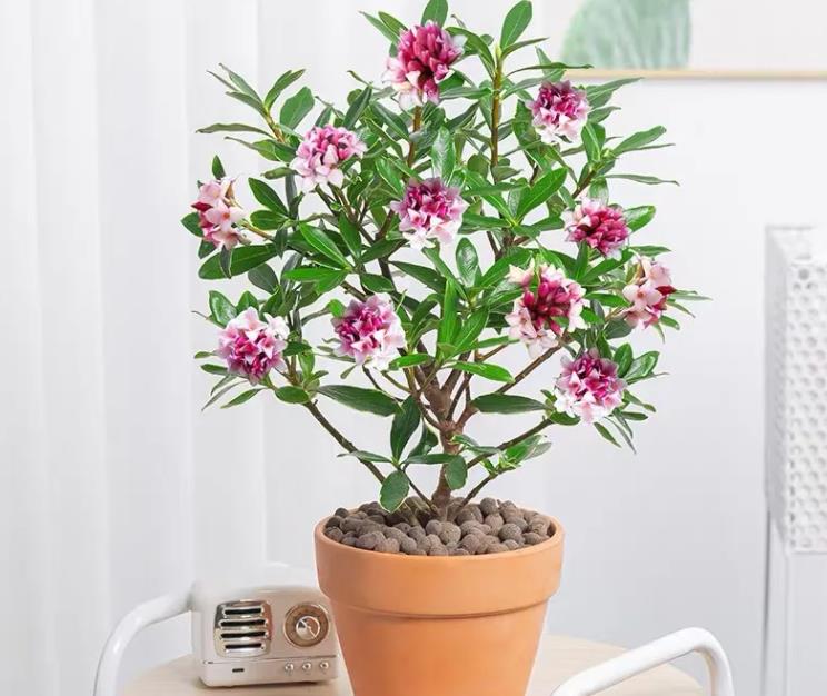 居家最适合摆放的花卉,最好的屋子里面摆放的各种花卉