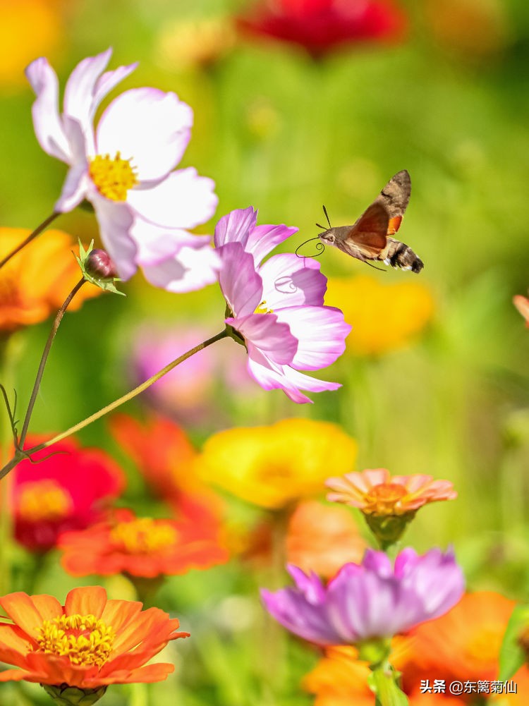 2021年文字祝福,2020年祝福合集
