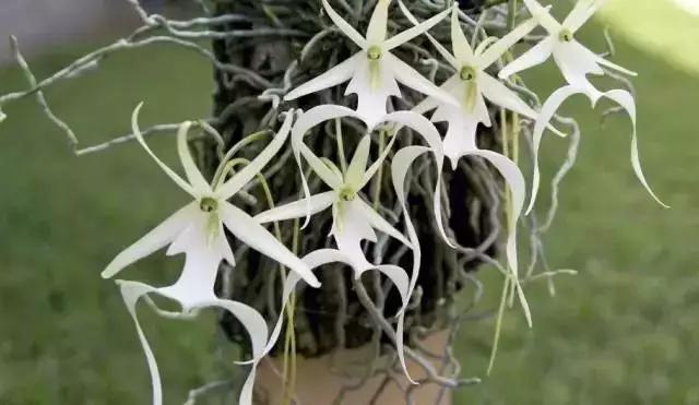 十大名贵花卉图片大全,十大名贵花卉家庭盆栽易养活的花