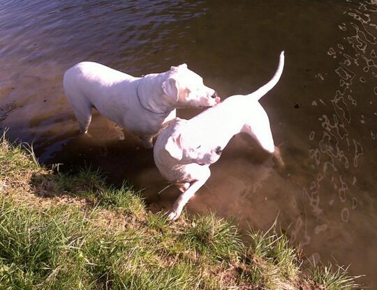 雪白的追猎者，野猪克星。阿根廷杜高！！