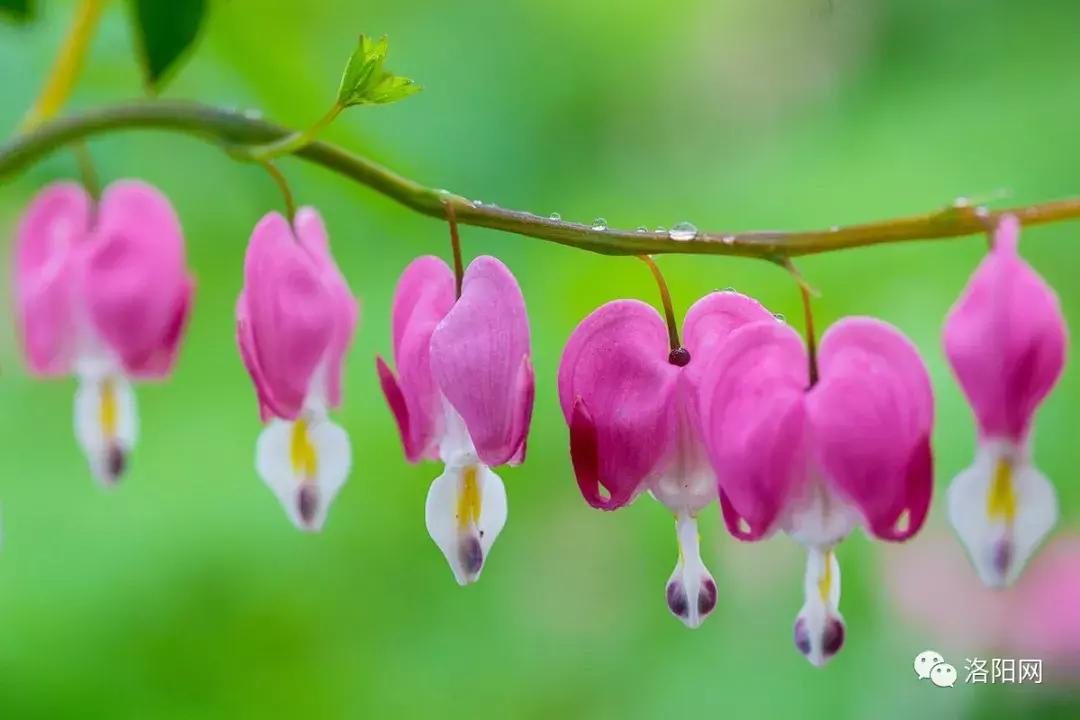 洛阳向全球推介,洛阳向世界发出邀请