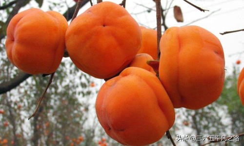 一个柿子十副药有什么说法,一个柿子十副药的下一句