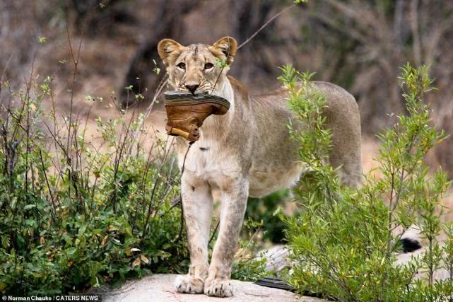 非洲母狮抢走护林员皮靴，用力舔舐啃咬，爱不释“爪”